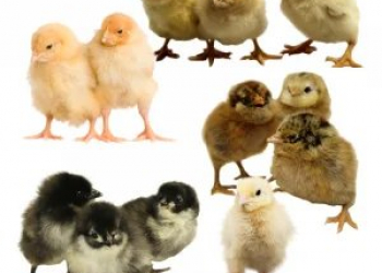 Hatchery Choice assorted chicks